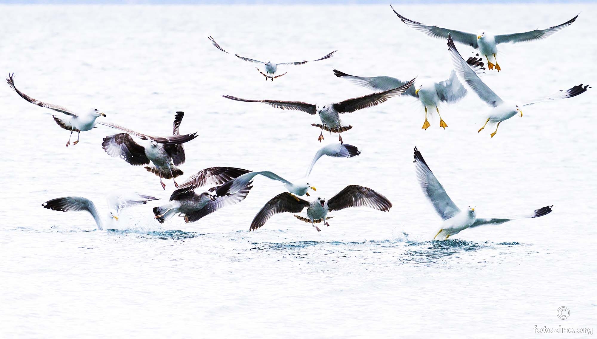 Flight fight