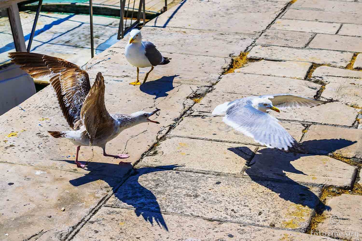 Gubi se, ova je kocka moja! 