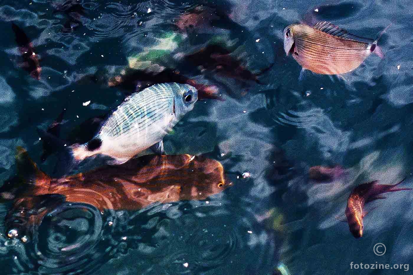 Riba ribi grize rep...