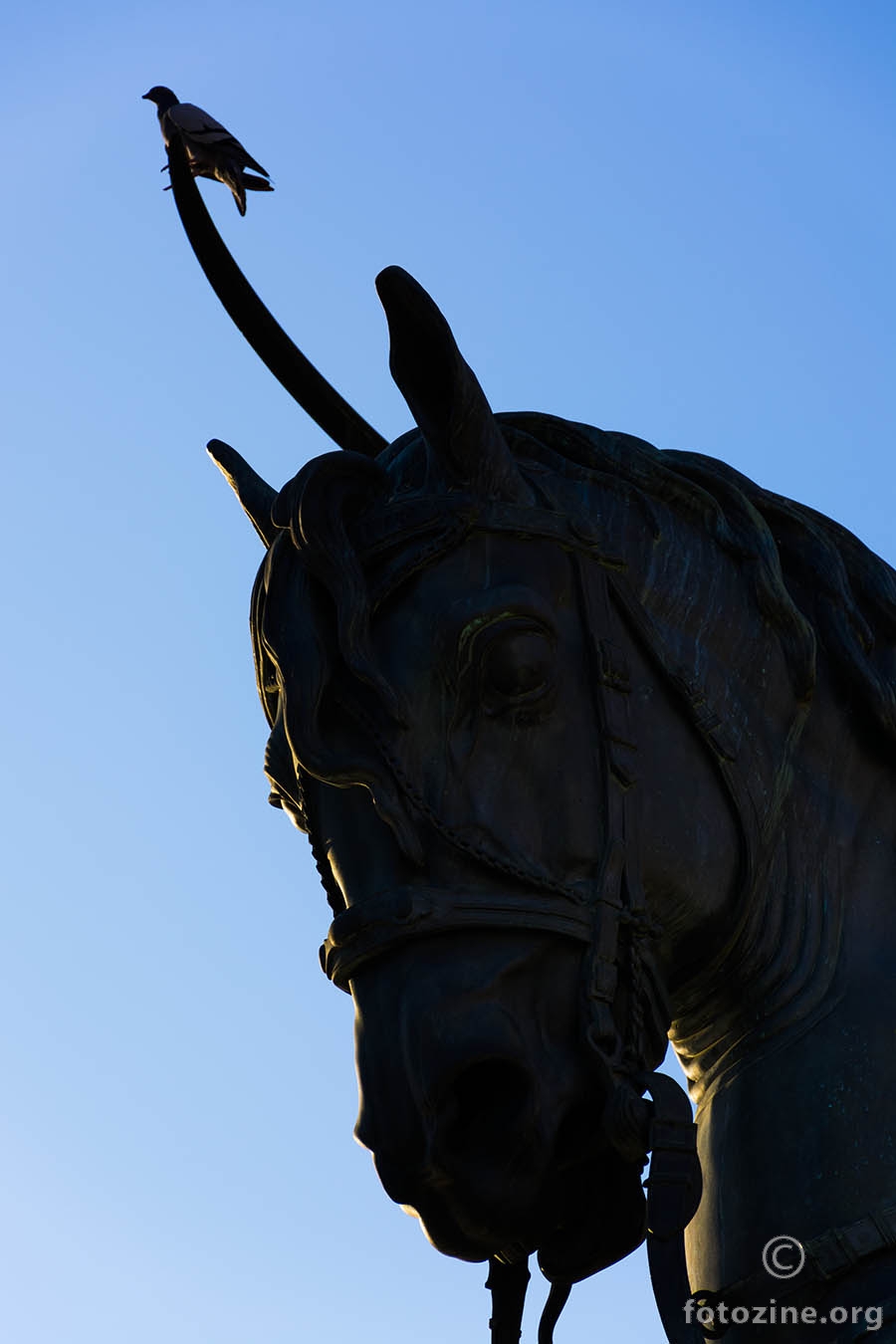 Unicorn ili jednorog njegov pogled je strog...