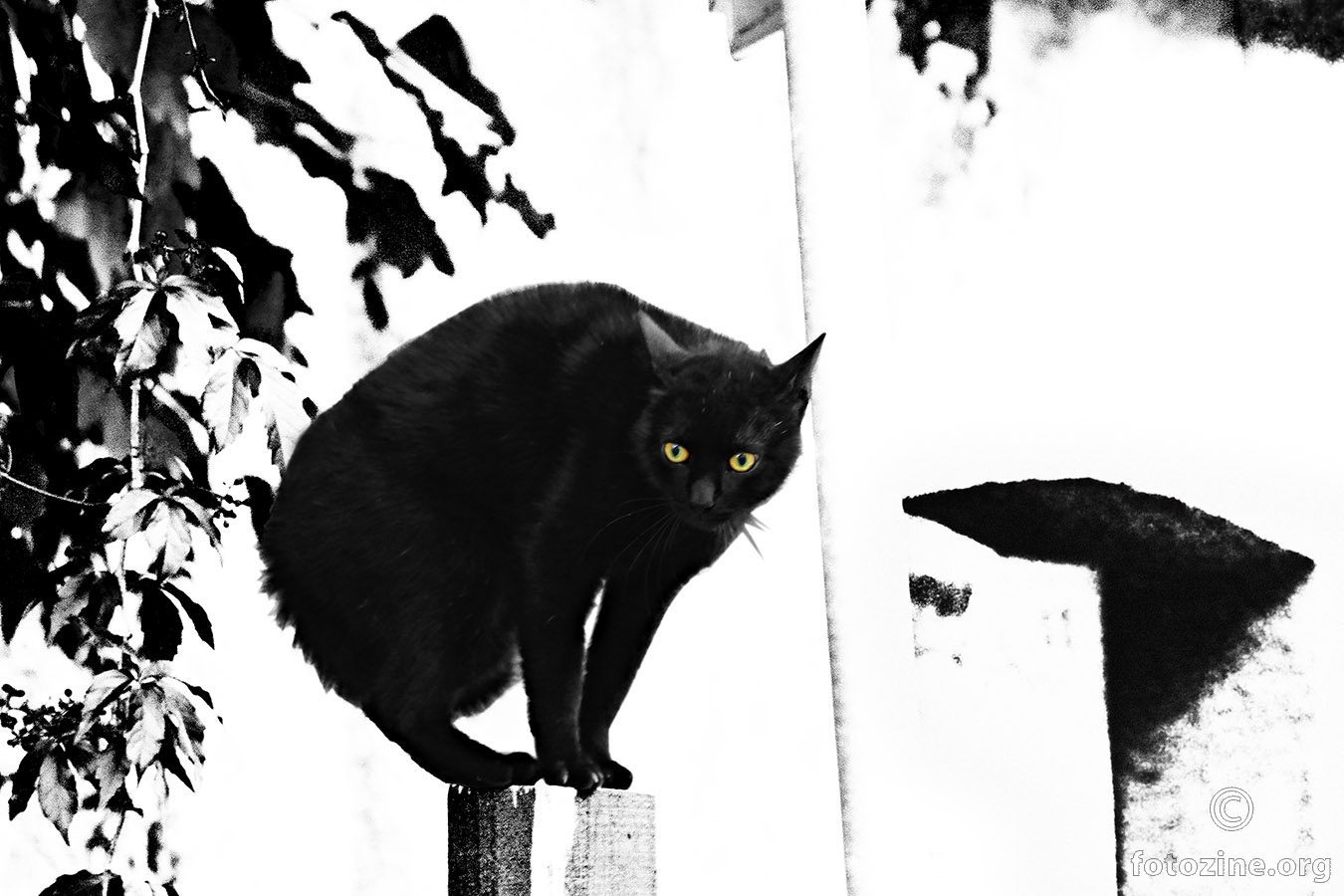 Crni mačor...