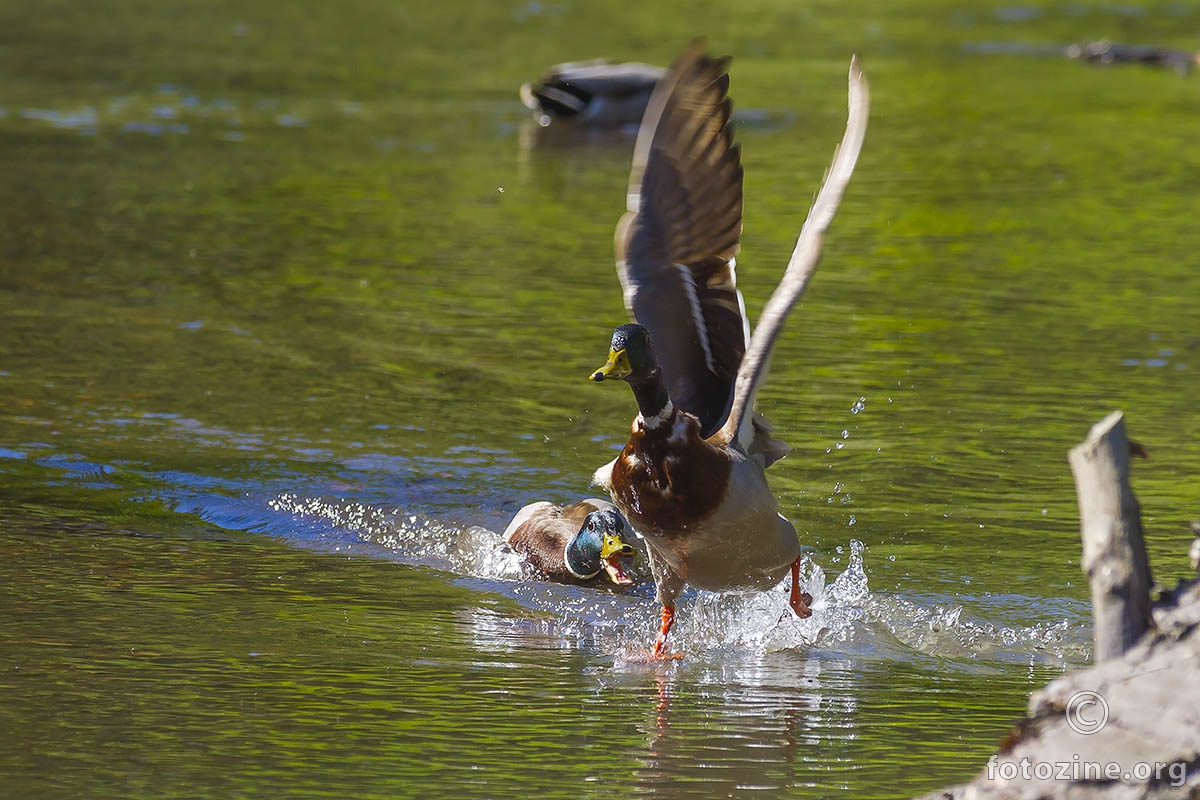 The duckfight