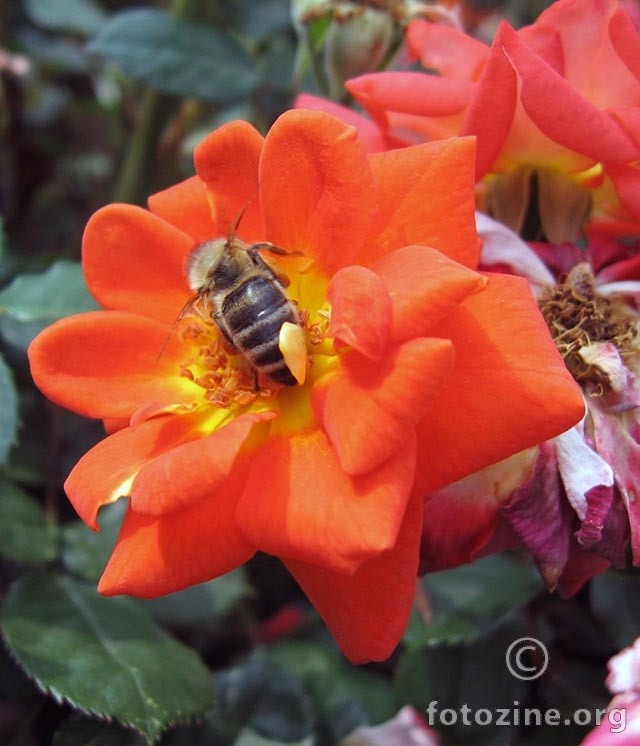 pčelica maja na cvijetu