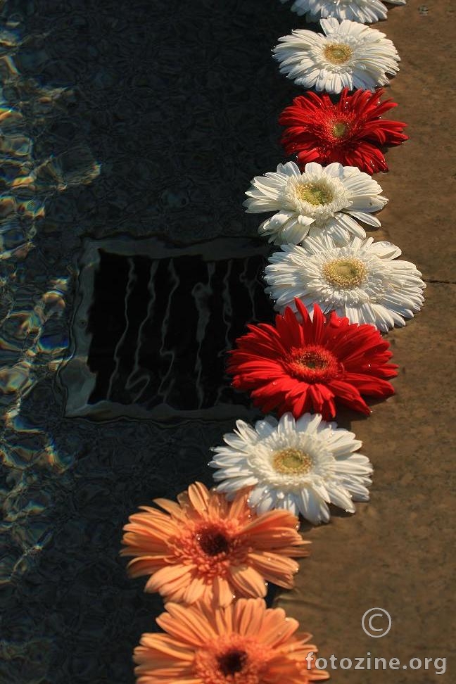 cviće u vodi