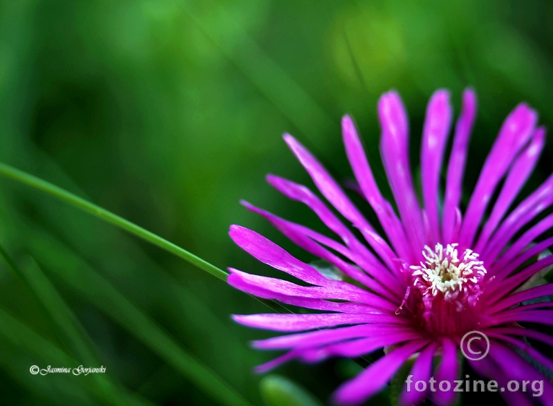 Summer flower