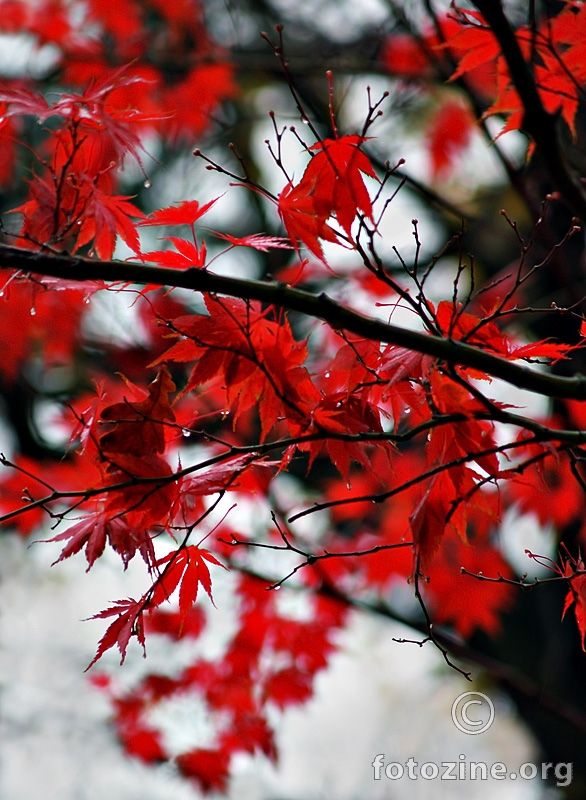 Crvena jesen