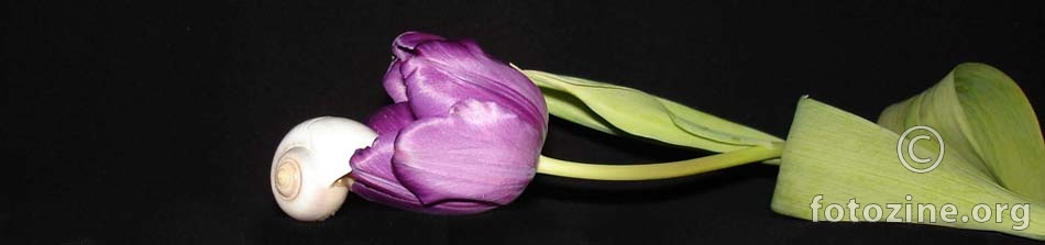 tulipan1