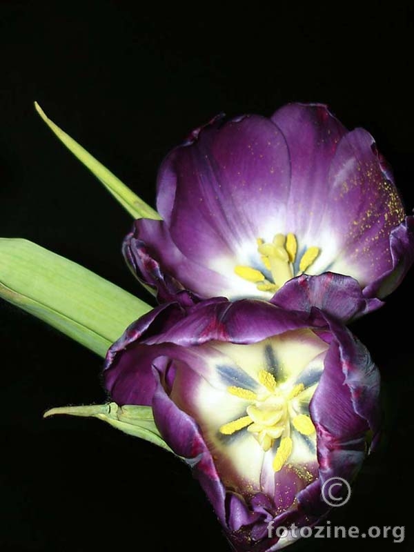 tulipan7