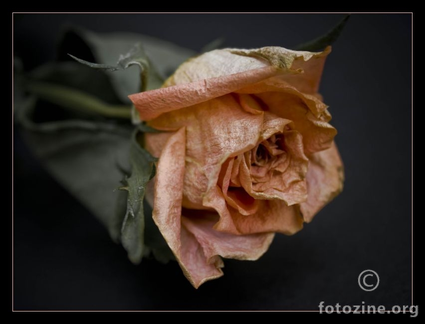 dried rose..