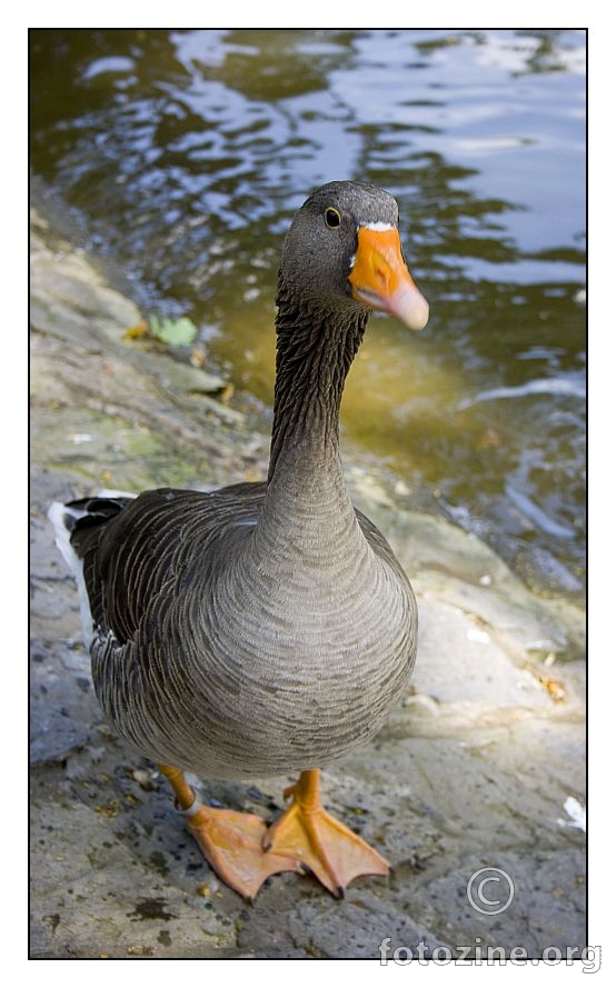 duck..