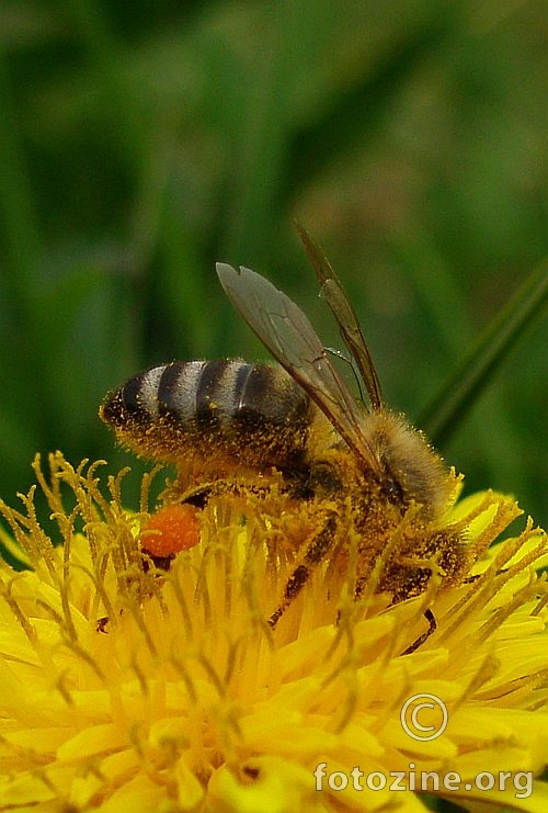 pčelica zamusanka