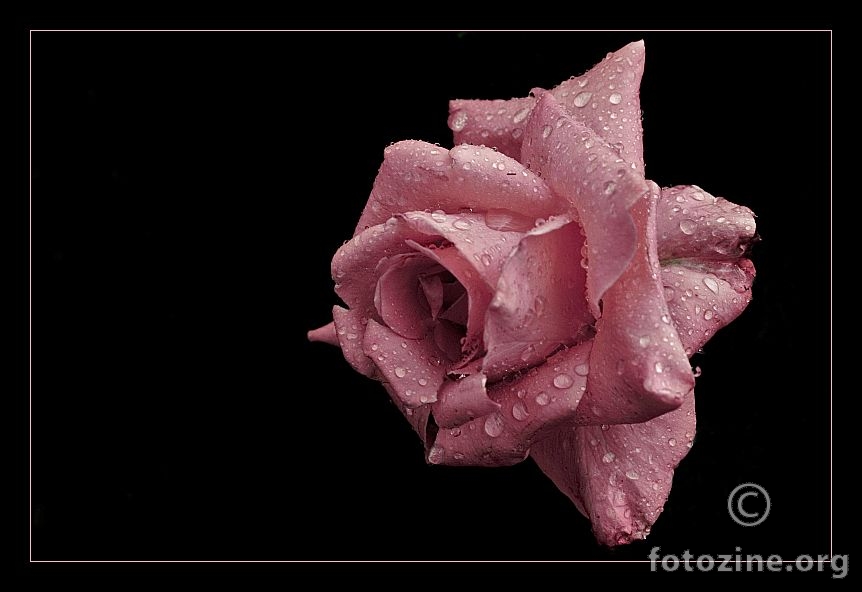 rainy rose..