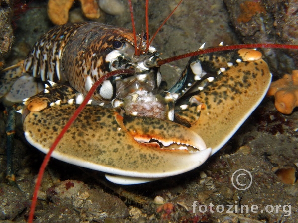 Hlap (homarus gammarus) Eng.(lobster)
