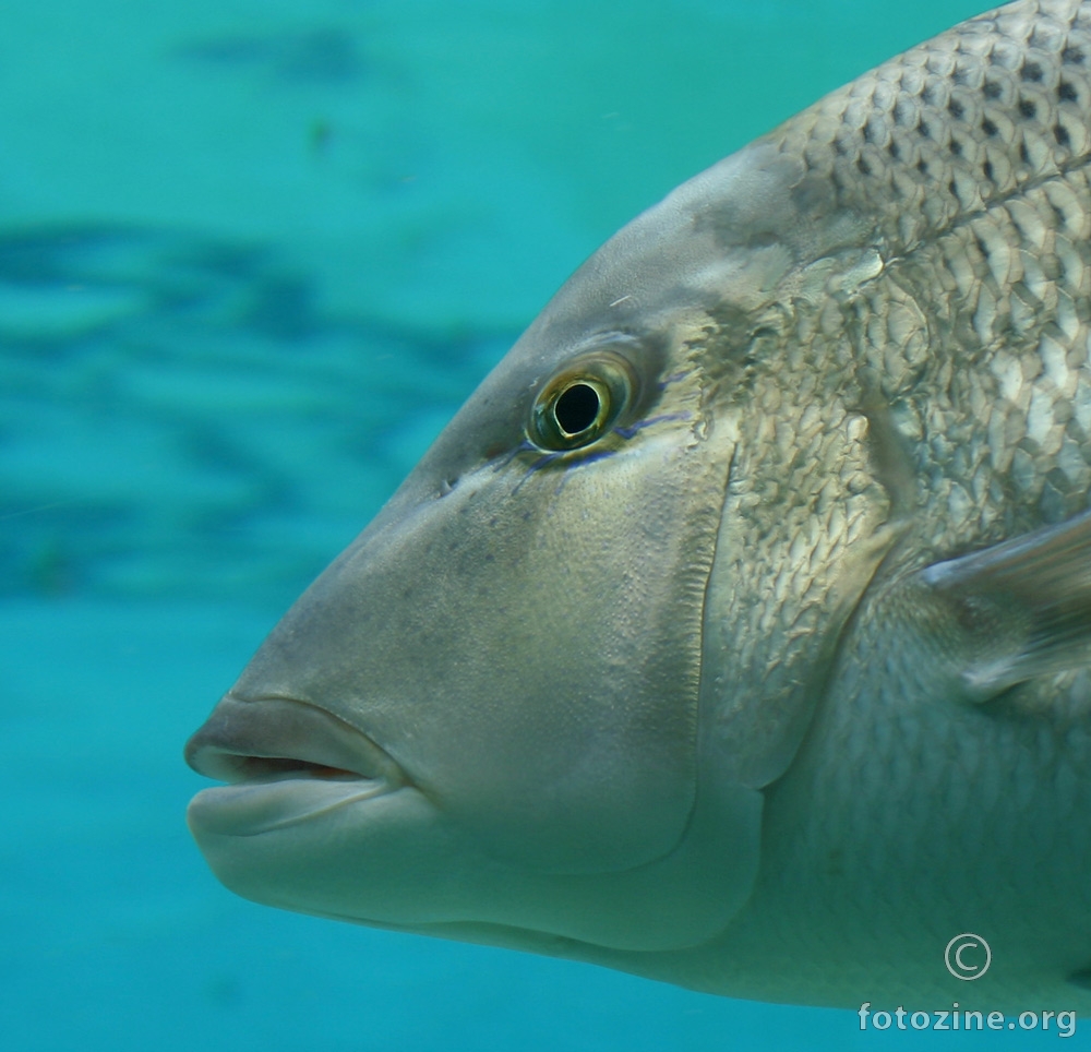 Profil jedne ribe