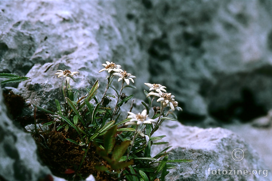 Runolist (Leontopodium alpinum)