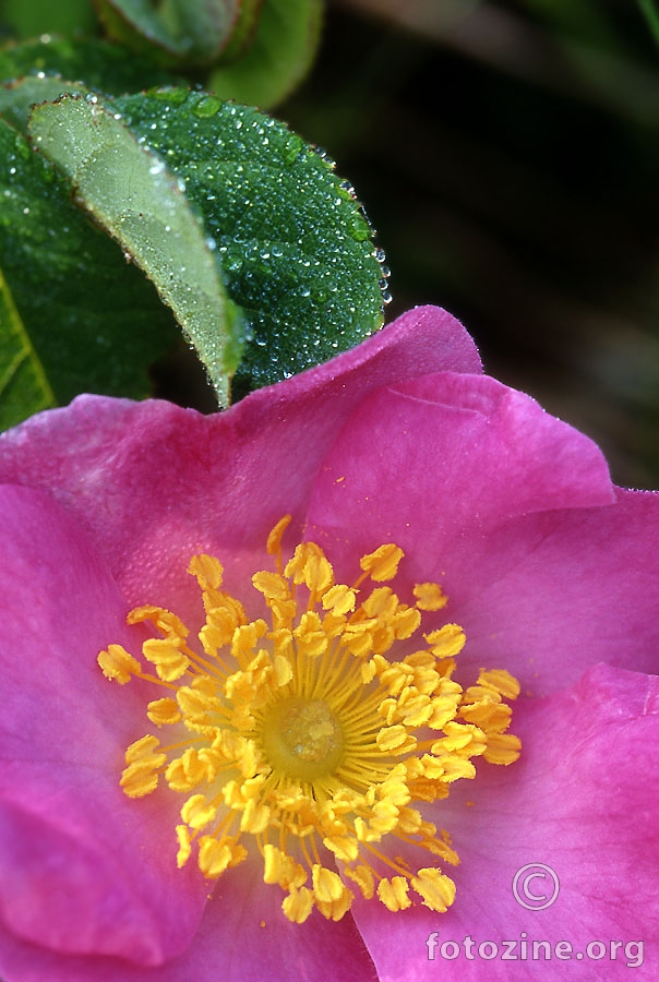 Poljska ruža (Rosa arvensis)