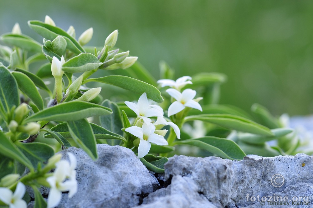 Planinski likovac (Daphne alpina)