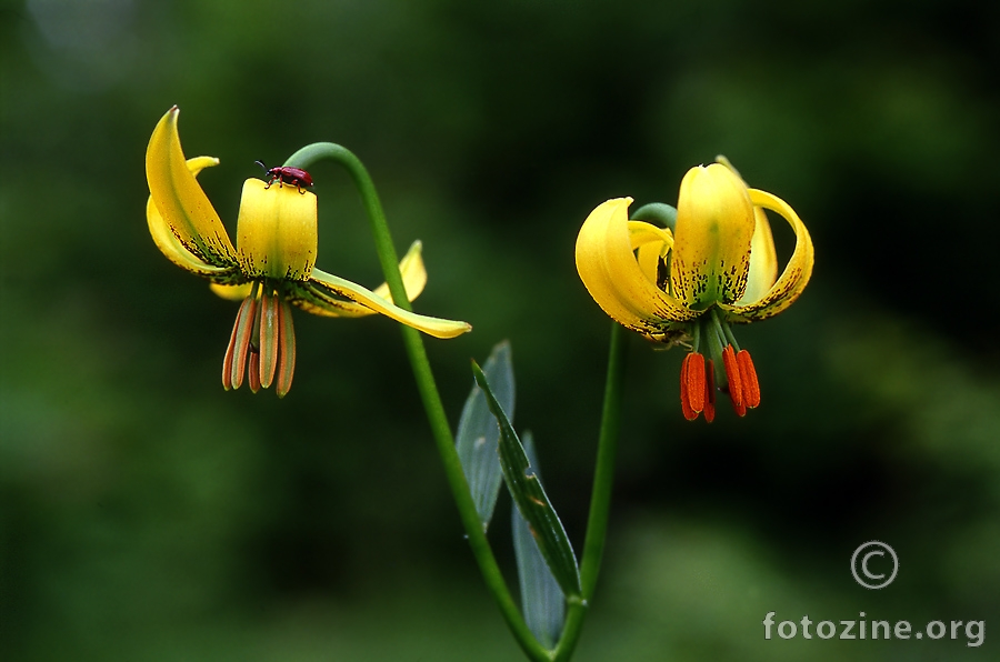 Bosanski ljiljan Lilium carniolicum ssp. bosniacum)