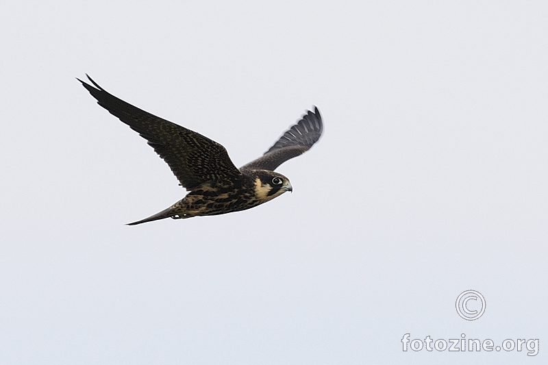 Sokol lastavičar (Falco subbuteo)