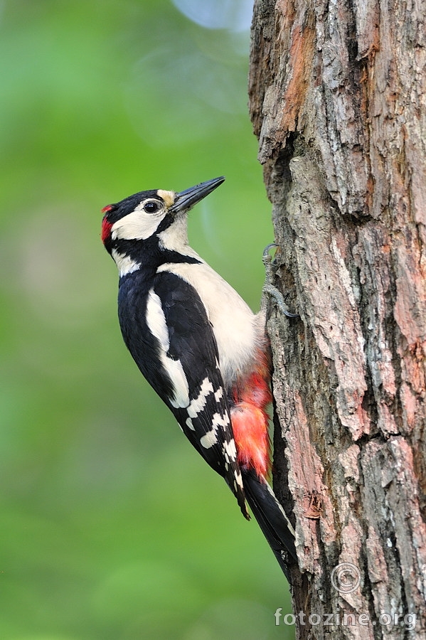 Veliki djetlić (Dendrocopos major)