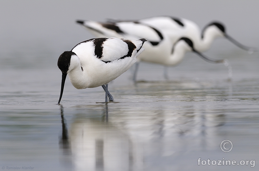 Sabljarka (Recurvurostra avosetta)