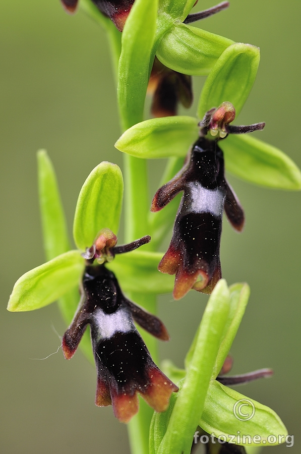 Kokica mušica (Ophris insectifera)