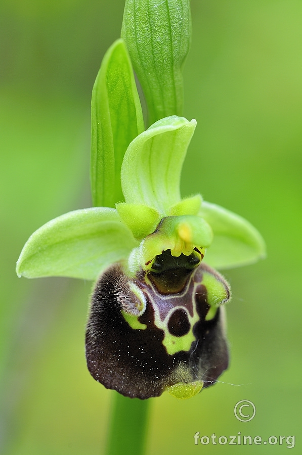 Bumbarova kokica (Ophrys holoserica)