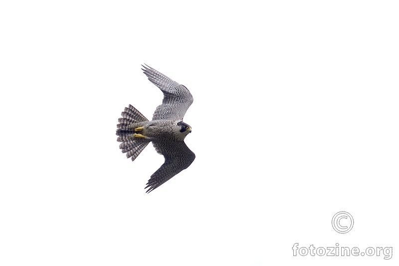 Sivi sokol (Falco peregrinus)