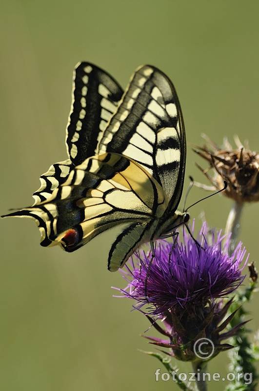 Lastin rep (Papilio machalon)