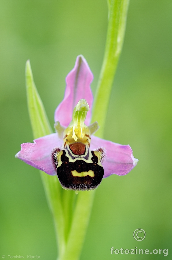 Pčelina kokica (Ophrys apifera)