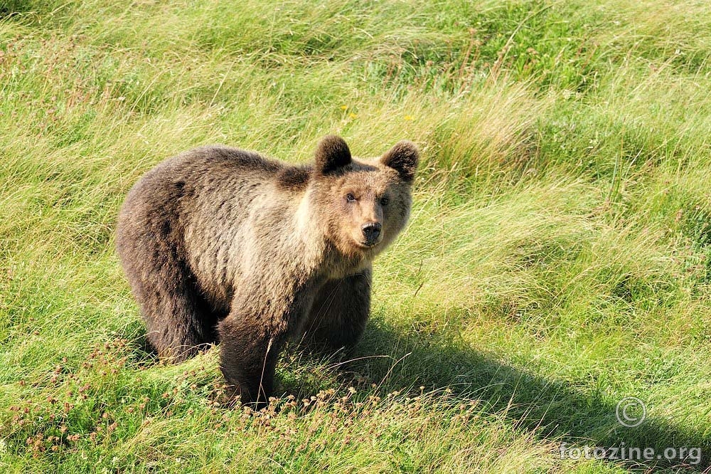 Smeđi medvjed (Ursus arctos)