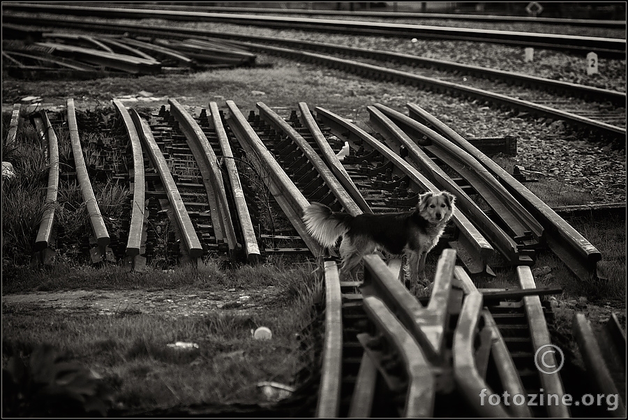 pas koji je volio vlakove