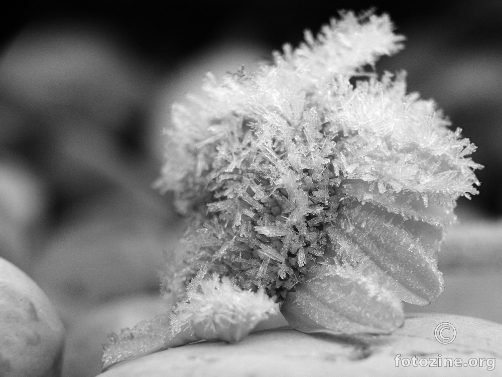 Ledeni cvijetak 