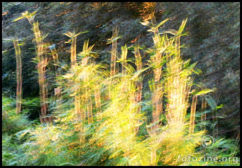 Bambusov šumarak