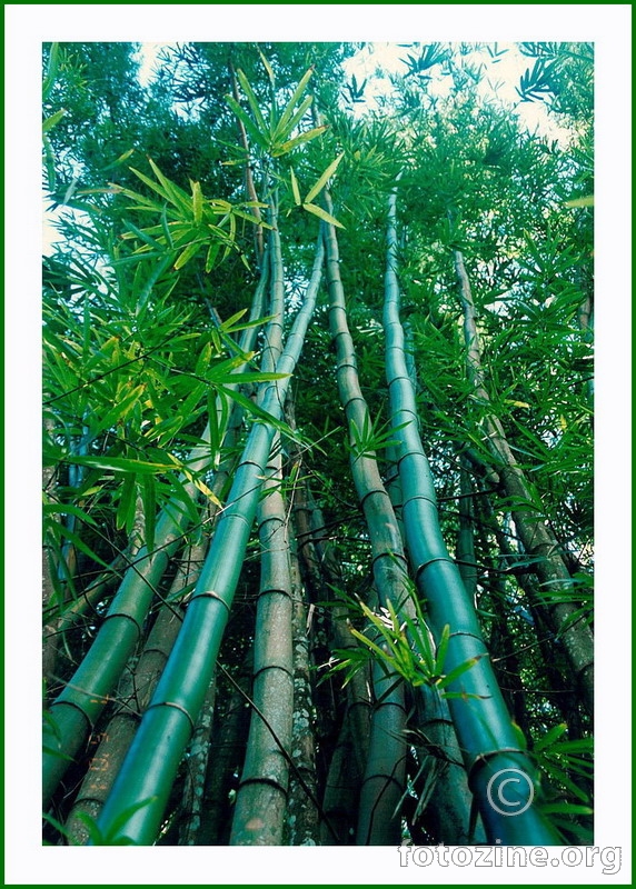 Bamboo 