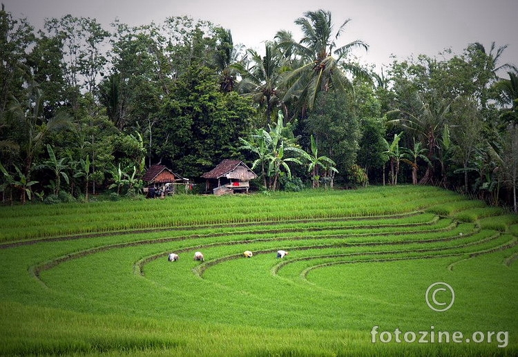 Polje riže