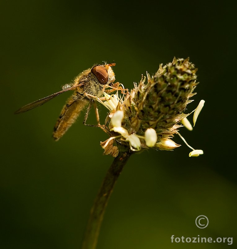 hoverfly # 2