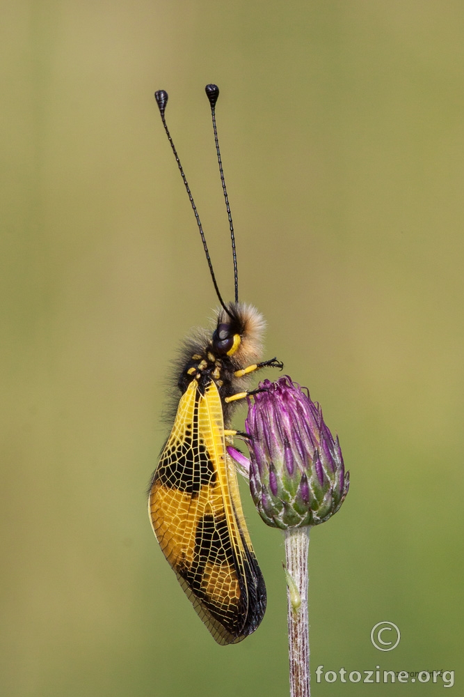 leptirak (Libelloides macaronius)