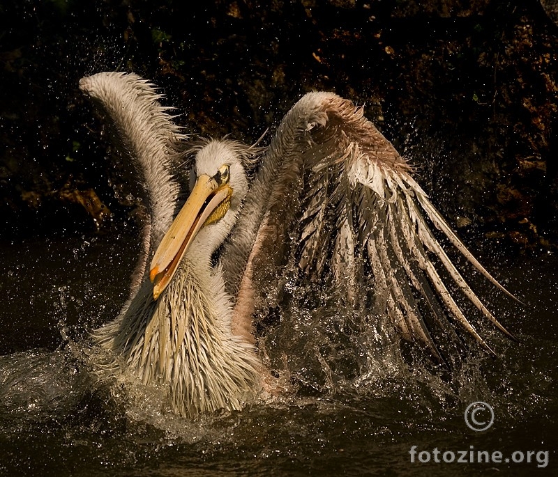 uživanje jednog pelikana