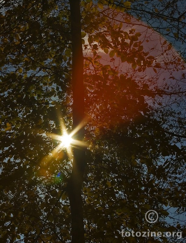 lens flare u šumi 