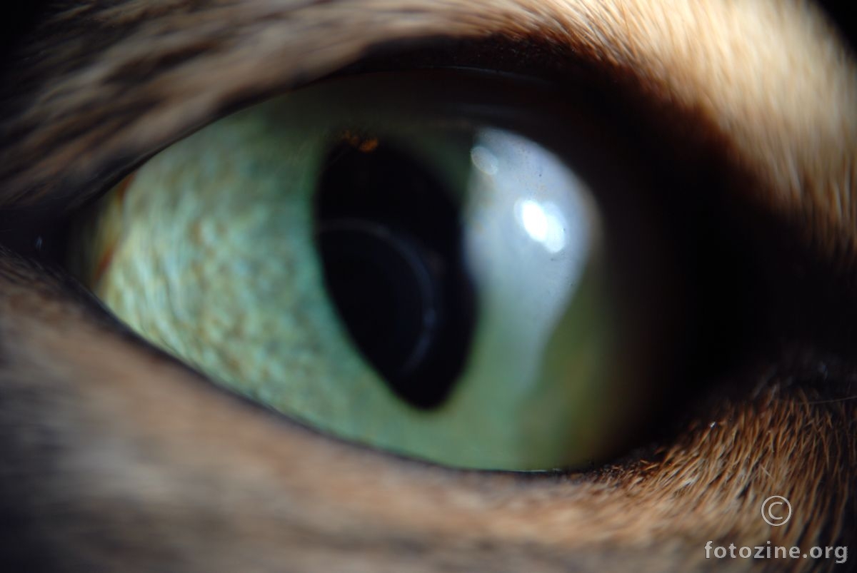 eye of a tiger