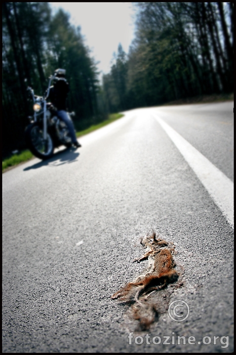 roadkill