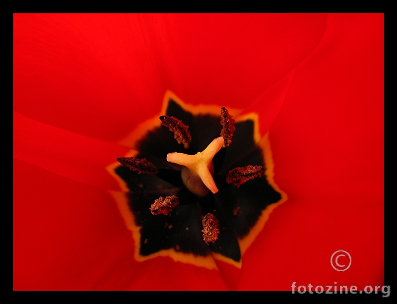 Tulipanove genitalije