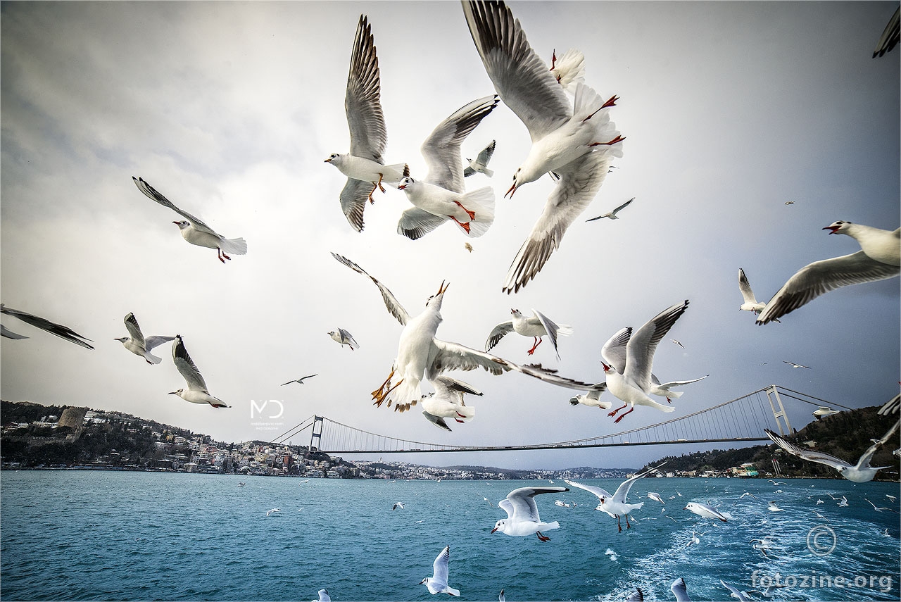Bosphorus Seagulls
