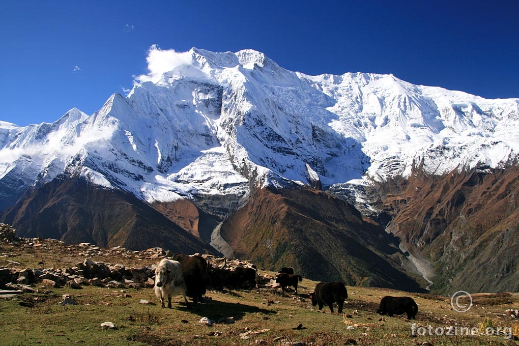 Yakovi ispod Annapurne II