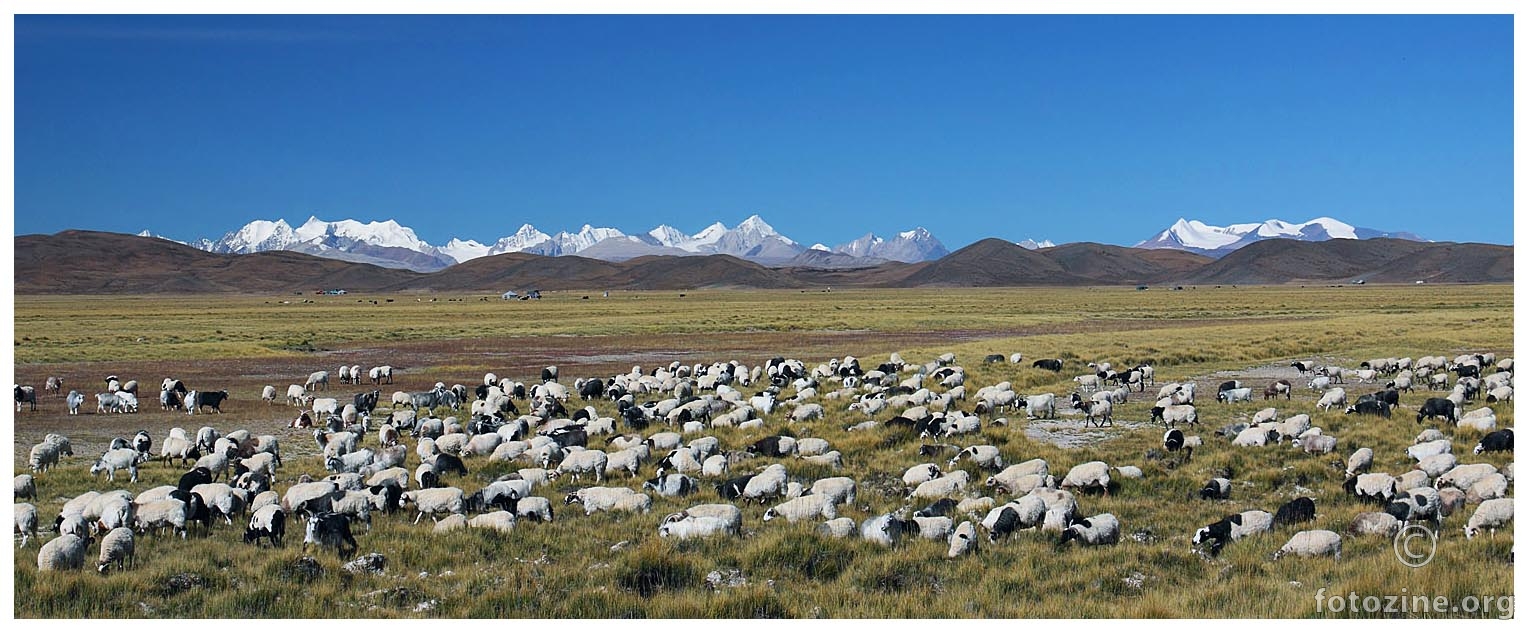 Tibetanski pašnjaci II