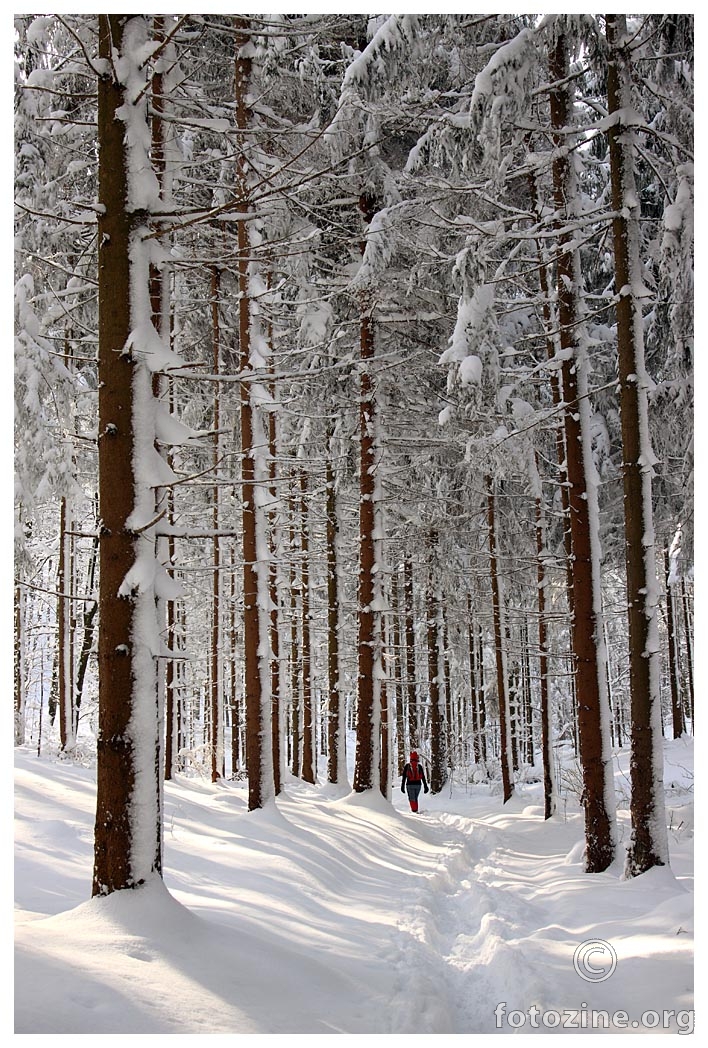 bijela šuma
