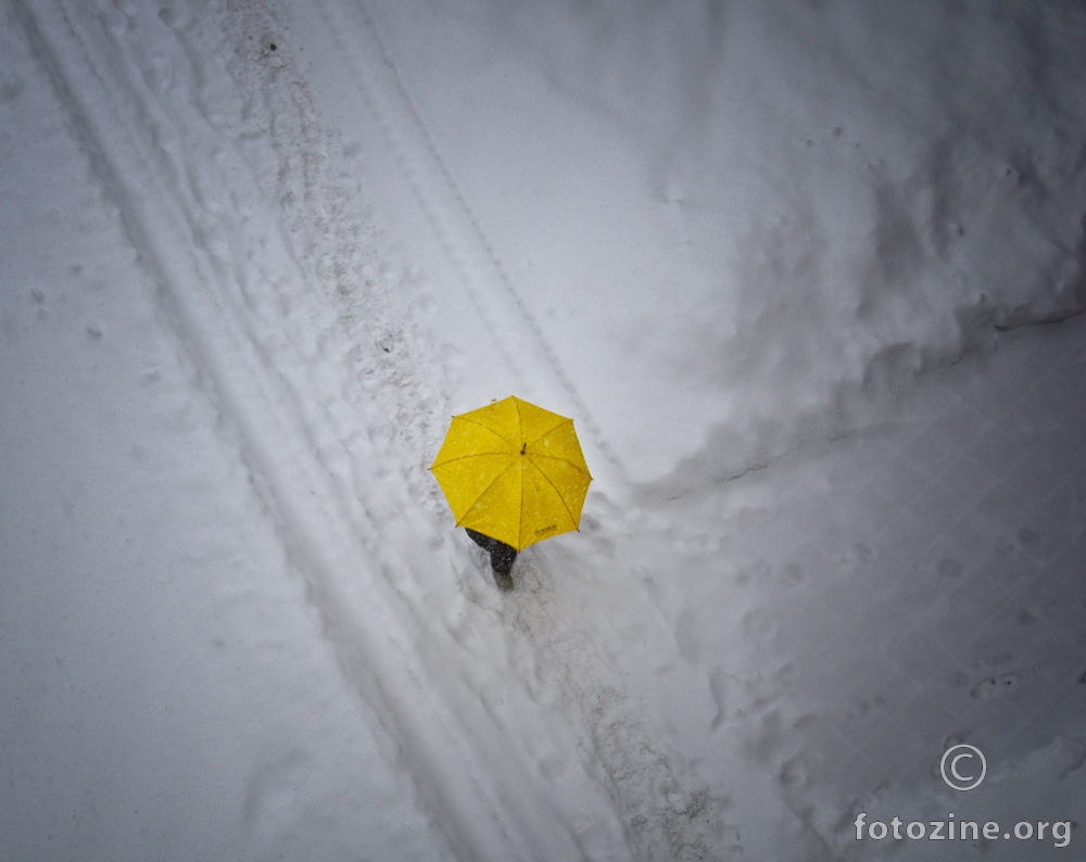 žuti u snijegu