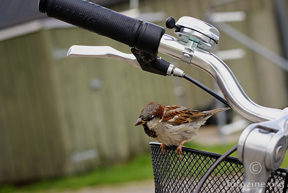 moj bicikl s mojim vrabcem