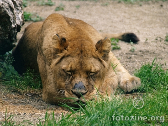 LazyCat